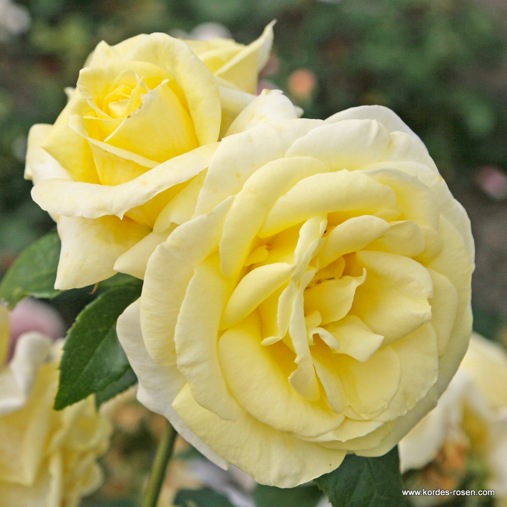 Роза чайно-гибридная Лимона
